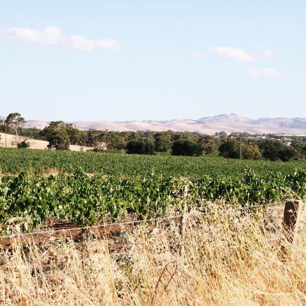 Photo taken by Darren Brooks - Vino Versa