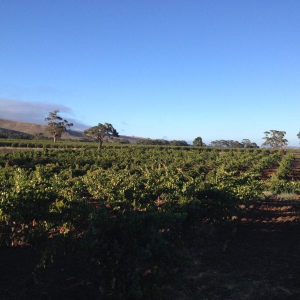 Photo taken by Darren Brooks - Vino Versa