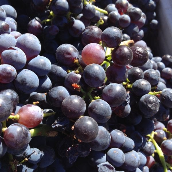 Photo taken by Darren Brooks - Vino Versa