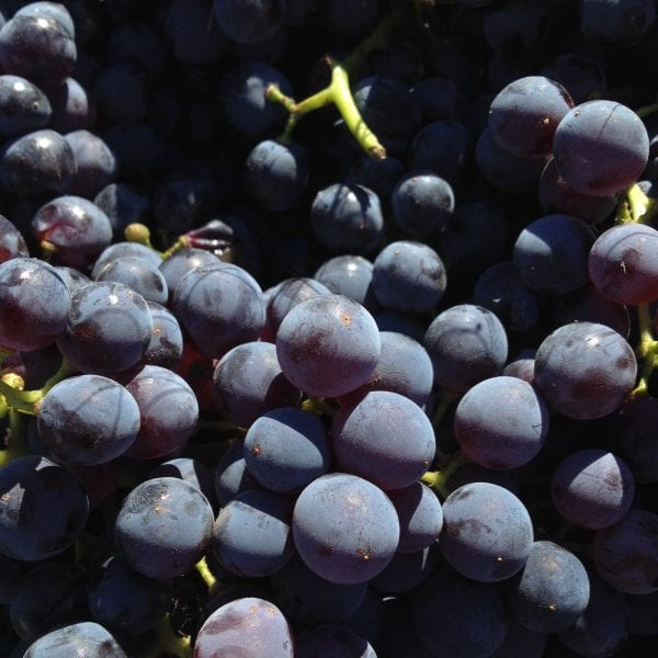 Photo taken by Darren Brooks - Vino Versa