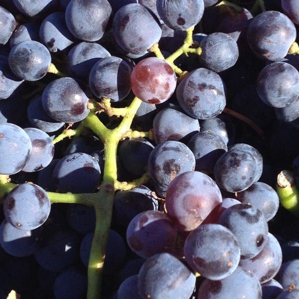 Photo taken by Darren Brooks - Vino Versa
