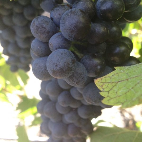 Photo taken by Darren Brooks - Vino Versa