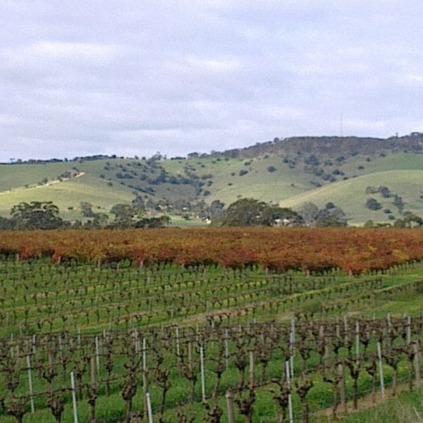 Photo taken by Darren Brooks - Vino Versa